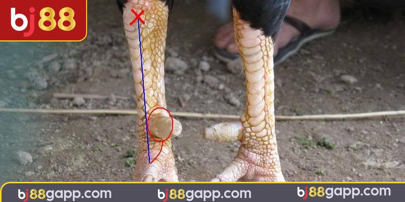 Chọn một vũ khí phù hợp với gà chọi