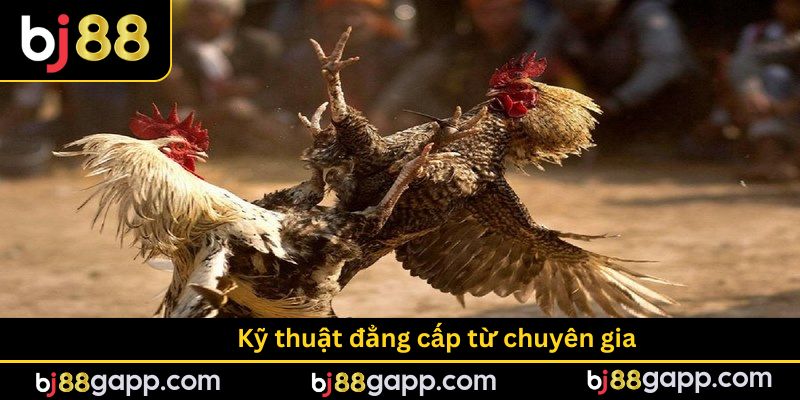Kỹ thuật đẳng cấp từ chuyên gia