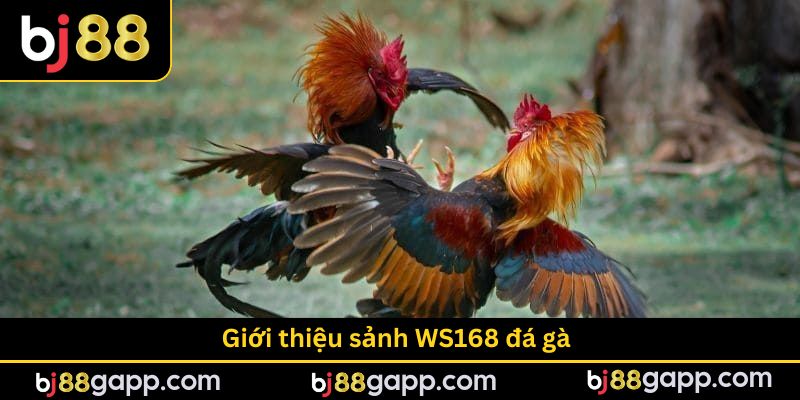 Sảnh WS168 đá gà lâu năm, có tin cậy cao