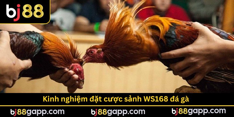 Kinh nghiệm đặt cược trận đá gà hiệu quả