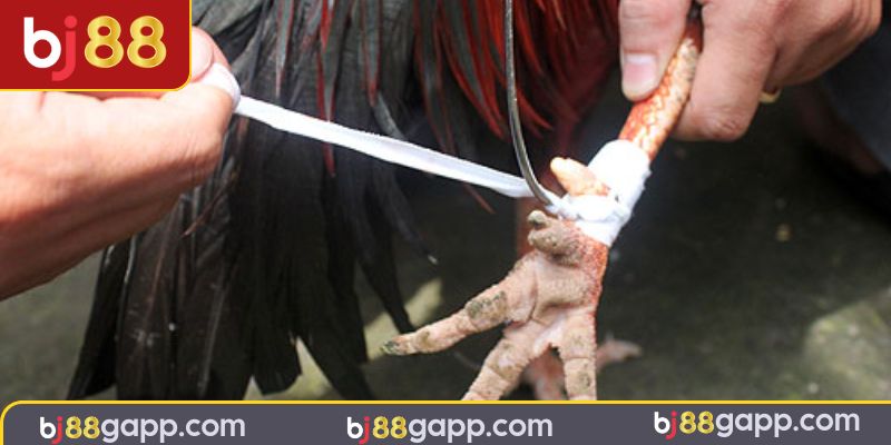 Sơ lược tổng quát về cách băng cựa gà đá