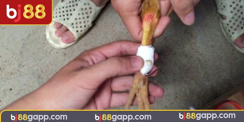 Tổng hợp chú ý quan trọng trong việc cách băng cựa gà đá