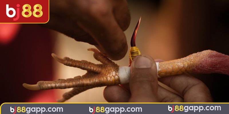 Ưu điểm khi học cách băng cựa gà đá